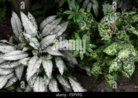 Pulmonaria Majeste Lungenkraut Podophyllum Versipelle spotty dotty attraktives Laub Blätter Schatten schattige schattigen Holz Wald combo Stockfoto