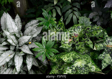 Pulmonaria Majeste Lungenkraut Podophyllum Versipelle spotty dotty attraktives Laub Blätter Schatten schattige schattiert Holz Wald Stockfoto