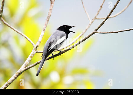 Gregors Cuckooshrike (Coracina Mcgregori) in Insel Mindanao, Philippinen Stockfoto