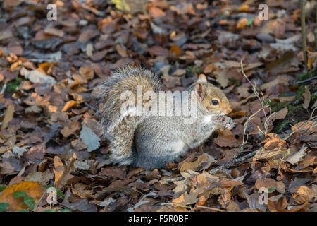 Graue Eichhörnchen Essen eine Nuss auf dem Waldboden Stockfoto