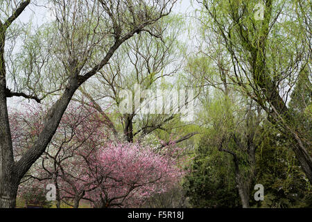 Peach Blossom Blüte Blüten Ansicht Beijing botanischen Garten Frühjahr blühen Blume Blumen Blüte China RM Floral Stockfoto