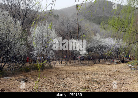 Peach Blossom Blüte Blüten Ansicht Beijing botanischen Garten Frühjahr blühen Blume Blumen Blüte China RM Floral Stockfoto