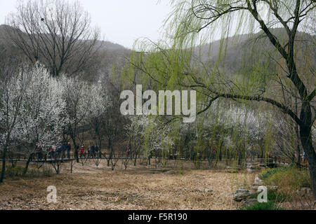 Peach Blossom Blüte Blüten Ansicht Beijing botanischen Garten Frühjahr blühen Blume Blumen Blüte China RM Floral Stockfoto