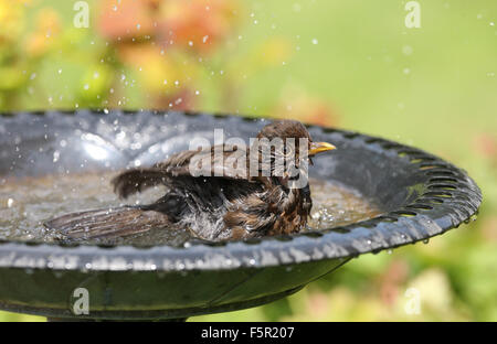 Eine weibliche Amsel Abkühlung in einem Vogelbad Nahaufnahme Stockfoto