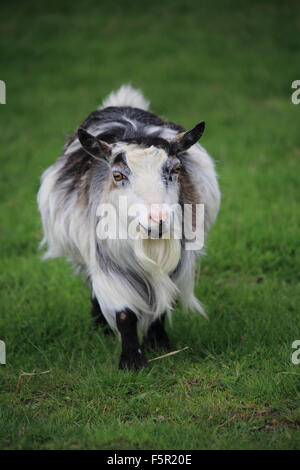 GoatA schöne Pygmäen Ziege zu Fuß auf dem grünen Rasen Stockfoto