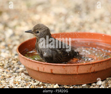 Eine weibliche Amsel Abkühlung in einem Vogelbad Nahaufnahme Stockfoto