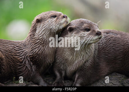 Ein paar kuschelig Asian Short-Clawed Otter Stockfoto