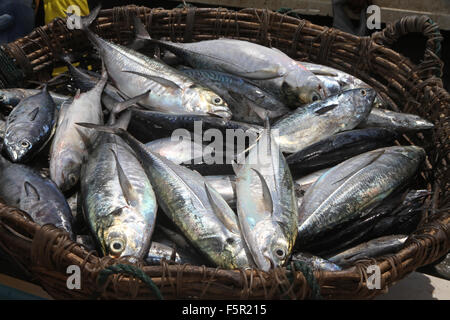 Ein Korb mit Fischen gefangen nur Stockfoto