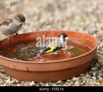 Nahaufnahme von eine junge Stieglitz Baden beobachtet von einem jungen Baum-Spatz Stockfoto