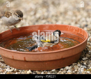 Nahaufnahme von eine junge Stieglitz Baden beobachtet von einem jungen Baum-Spatz Stockfoto