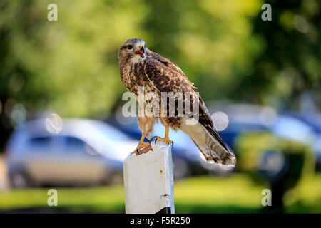 Mäusebussard (Buteo Buteo), Erwachsene auf Suche, sitzen auf der Straße Post, mit der Aufforderung, Kasselburg, Eifel, Deutschland Stockfoto