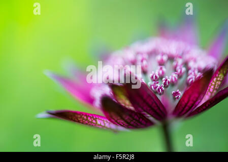 Tiefrote Astrantia Blume in enger mit geringen Schärfentiefe einen weiche grüne Hintergrund erstellen. Stockfoto