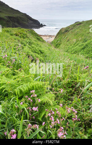 Red Campion, Silene Dioica, wachsen wild in einer Bucht an der Küste von Devon. Stockfoto