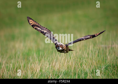 Eurasische Adler-Eule (Bubo Bubo) Erwachsenen, fliegt über die Wiese, Pelm, Kasselburg, Eifel, Deutschland Stockfoto