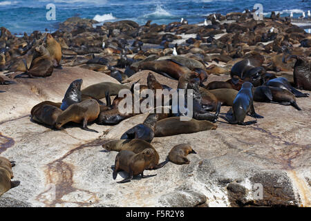 Braune Seebären (Arctocephalus percivali), Kolonie auf der felsigen Insel, versiegeln Duiker Insel, Hout Bay, Kapstadt, Südafrika Stockfoto