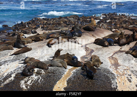 Braune Seebären (Arctocephalus percivali), Kolonie auf der felsigen Insel, versiegeln Duiker Insel, Hout Bay, Kapstadt, Südafrika Stockfoto