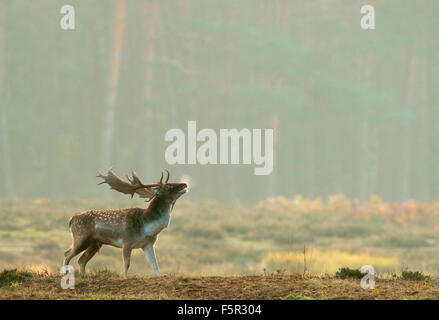 Damhirsch (Dama Dama) Bock während der Brunft, Hessen, Deutschland Stockfoto