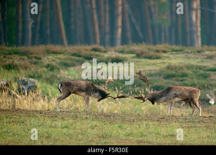 Damhirsch (Dama Dama), Kämpfe, ranking Böcke während der Brunft, Hessen, Deutschland Stockfoto