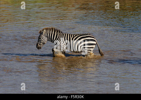 Ebenen Zebra (Equus Quagga) überqueren Narok County Fluss, Masai Mara, Kenia Stockfoto