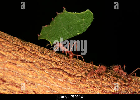 Leafcutter Ameisen (Atta Sexdens) transportieren Schnitt Blatt, gefunden in Mittelamerika und Südamerika, gefangen Stockfoto