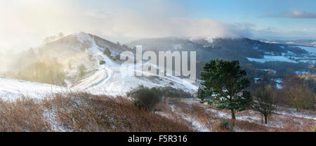 Die Morgensonne leuchtet auf einen Kiefer-Baum auf der Seite der Pinnacle Hill, Malvern Hills. Stockfoto