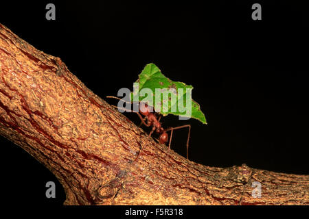 Leafcutter Ameisen (Atta Sexdens) transportieren Schnitt Blatt, gefunden in Mittelamerika und Südamerika, gefangen Stockfoto