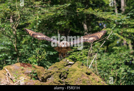 Eurasische Adler-Eule (Bubo Bubo), Erwachsenen fliegen, Kasselburg, Eifel, Deutschland Stockfoto