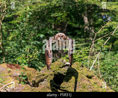 Eurasische Adler-Eule (Bubo Bubo), Erwachsenen fliegen, Kasselburg, Eifel, Deutschland Stockfoto