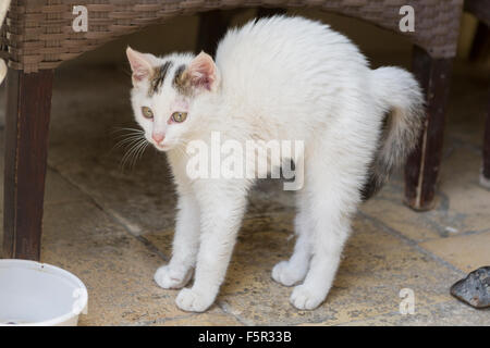 Ein griechischer Kätzchen dehnen. Stockfoto