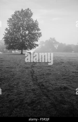 Ein nebliger Morgen in einem öffentlichen Park mit Fußspuren auf dem feuchten Rasen Stockfoto