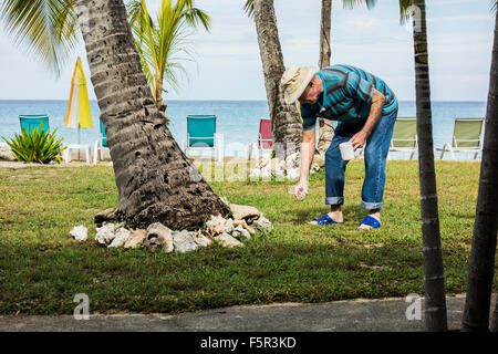 Ein senior Mann in einem karibischen Resort Urlaub inspiziert Schalen um eine Palme in St. Croix,U.S. Virgin Islands angeordnet. Stockfoto