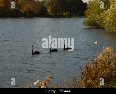 Drei schwimmen schwarze Schwäne in einer Linie / row / Gänsemarsch auf einer Fläche von Wasser / See mit herbstlichen Laub Stockfoto