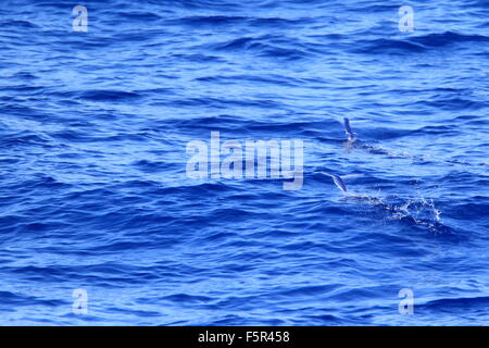 Seitensprung Fisch über Meer in Japan Stockfoto