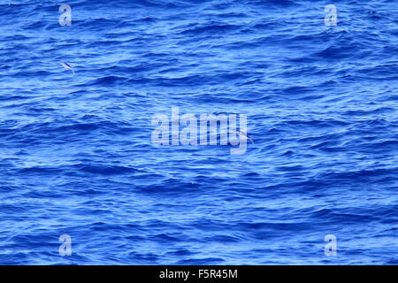 Seitensprung Fisch über Meer in Japan Stockfoto