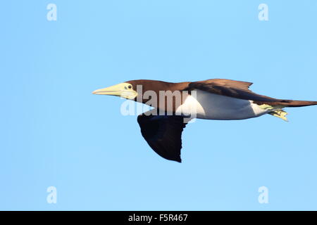 Braun Sprengfallen (Sula Leucogaster) in Japan Stockfoto