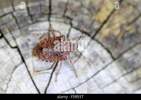 Braun Marmorated Gestank Fehler (Halyomorpha Halys) in Japan Stockfoto