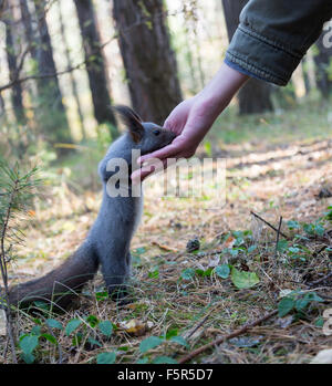 Kleines Eichhörnchen in einem Stadtpark Essen Erdnüsse aus den Händen des Menschen Stockfoto