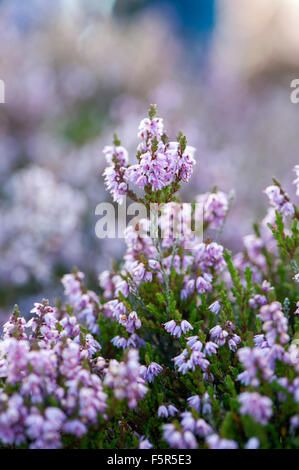 Heather, Calluna Vulgaris, in voller Blüte auf Hochland Moor, Lancashire, UK. Stockfoto