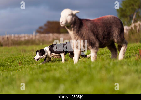 Border-Collie-Schäferhund arbeitet ein Herdwick Schaf. Stockfoto