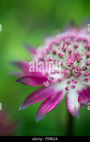 Tiefrote Astrantia Blume in enger mit geringen Schärfentiefe einen weiche grüne Hintergrund erstellen. Stockfoto