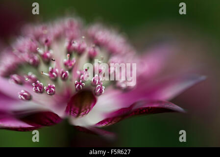 Tiefrote Astrantia Blume in enger mit geringen Schärfentiefe einen weiche grüne Hintergrund erstellen. Stockfoto