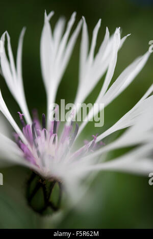 Weiss Centaurea Montana Blume in Nahaufnahme mit weichen weißen Blütenblättern. Stockfoto