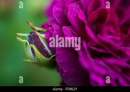 Eine tief Burgund Rose gesehen Nahaufnahme mit weichen grünen und gelben Hintergrund. Stockfoto