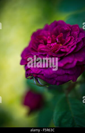 Eine tief Burgund Rose gesehen Nahaufnahme mit weichen grünen und gelben Hintergrund. Stockfoto