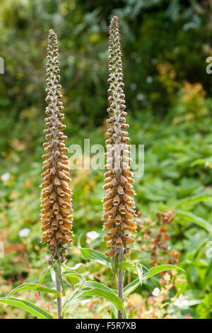 Hohen Juni Spikes von der ewigen rostigen Fingerhut, Digitalis ferruginea Stockfoto