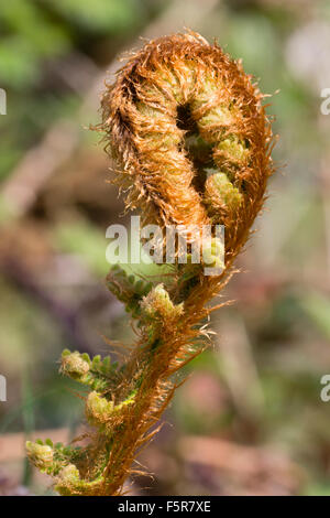 Rostige gold Schuppen auf der sich entfaltenden Feder Wedel von der Goldenen Schild-Farn Dryopteris affinis Stockfoto