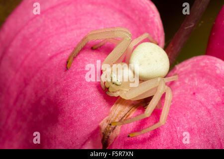 Erwachsenen Krabbenspinne Misumena Vatia, liegen auf der Lauer um zu fangen Insekten auf einer Blume Lamprocapnos spectabilis Stockfoto