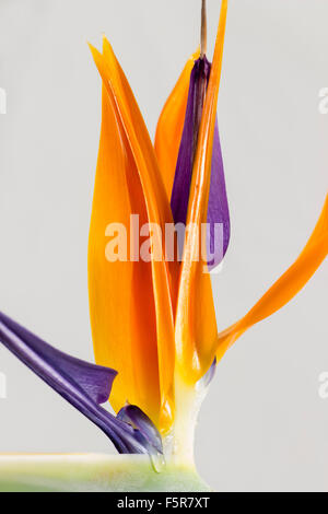 Orange und lila Blüten in einer einzigen Blüte der Paradiesvogelblume Pflanze Strelitzia reginae Stockfoto