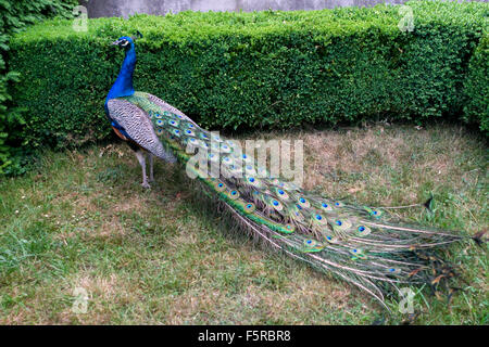 Pfau im Burggarten. Buchlovice, Südmähren, Tschechische Republik Buxus Hedge Stockfoto