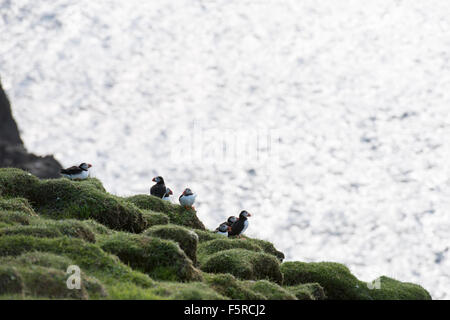 Atlantic Papageientaucher, fratercula Arctica sitzt auf einem Kliff über die Färöer mit Blick auf das Meer im Hintergrund Stockfoto